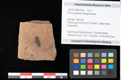 Foto (Objekt + Etikett) von Pinus latoniae Ettingshausen (NHMW-GEO-2024-0188-0342)
